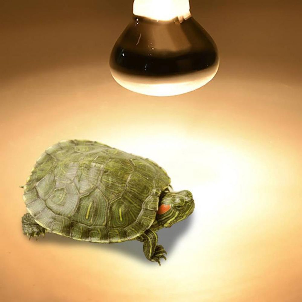 Żarówka halogenowa dla jaszczu – Basking Bulb Halogen recenzja i cena