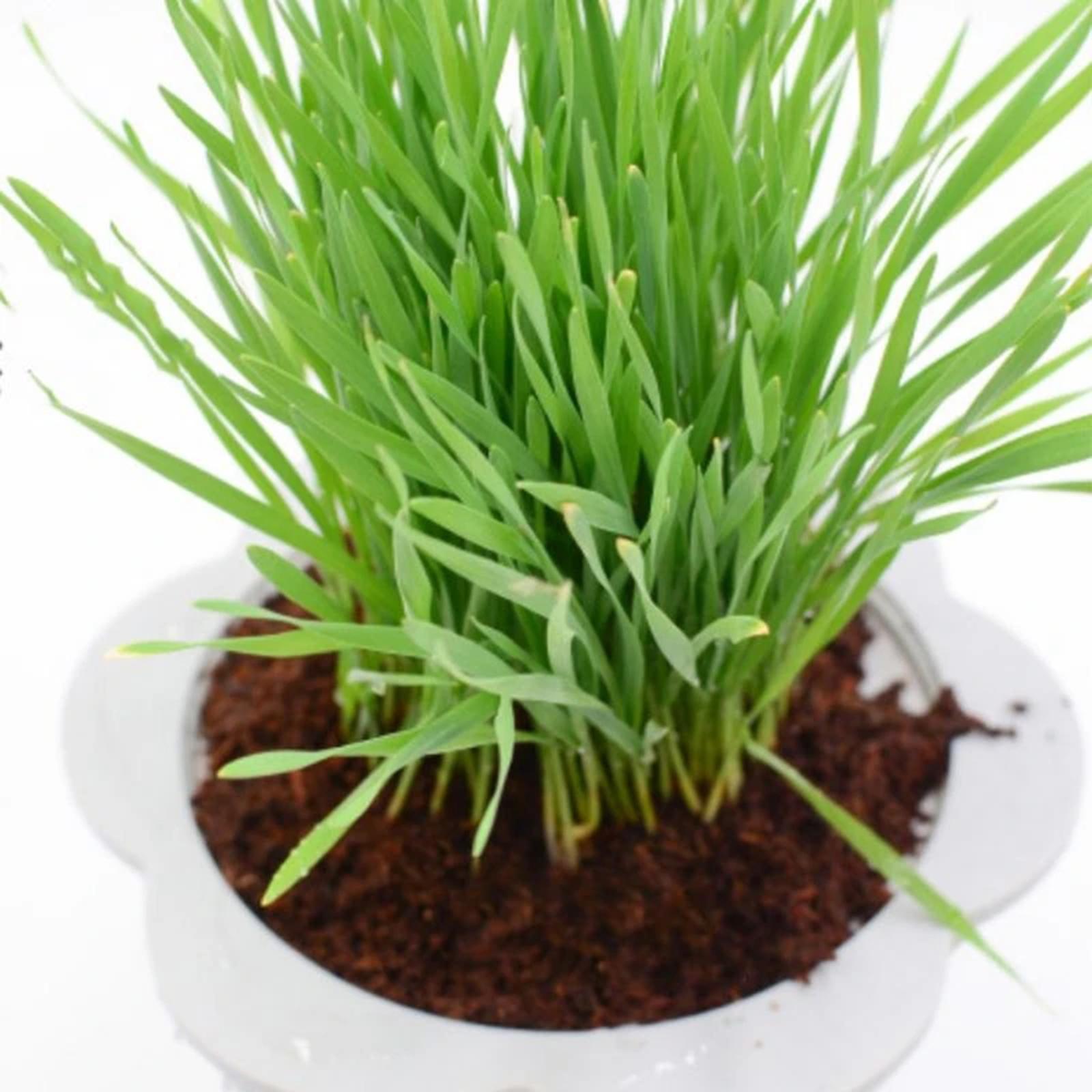 Włókno kokosowe, kostka kokoso – Substrate Coconut Fiber recenzja i cena