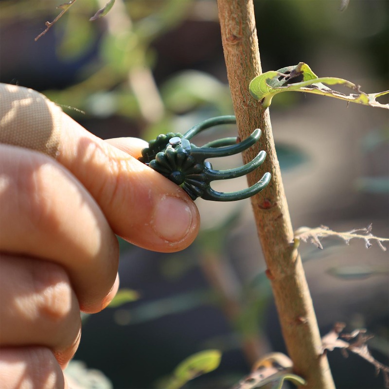 Hurtowe mini klipsy do podtrzy – Vine Climbing Plastic recenzja i cena
