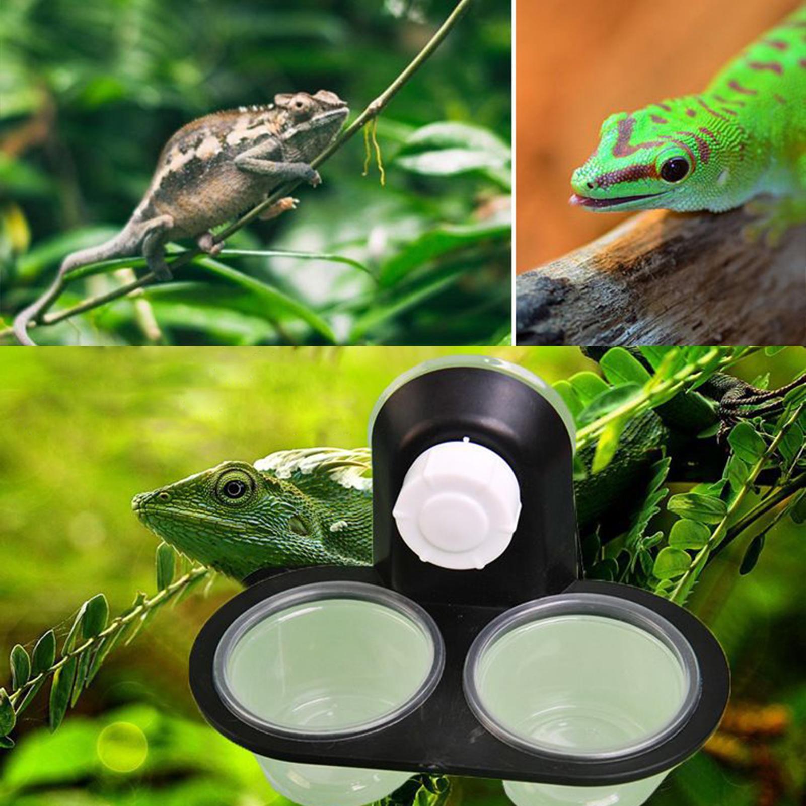 Miska na karmę dla gekonów, po – Water Dish Reptile recenzja i cena