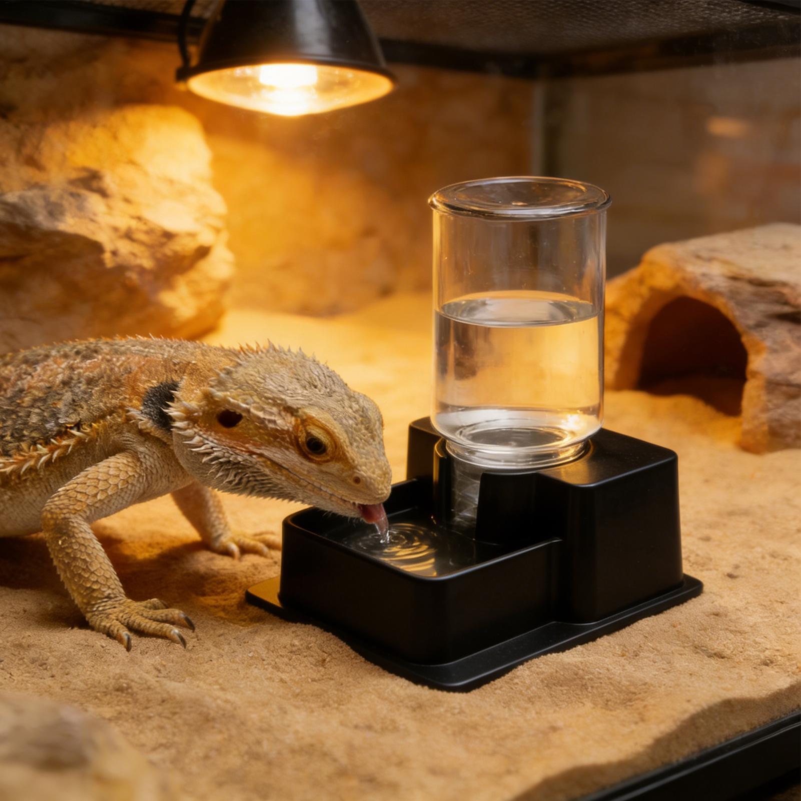 Fontanna dla agamy brodatą, au – Water Dish Reptile recenzja i cena