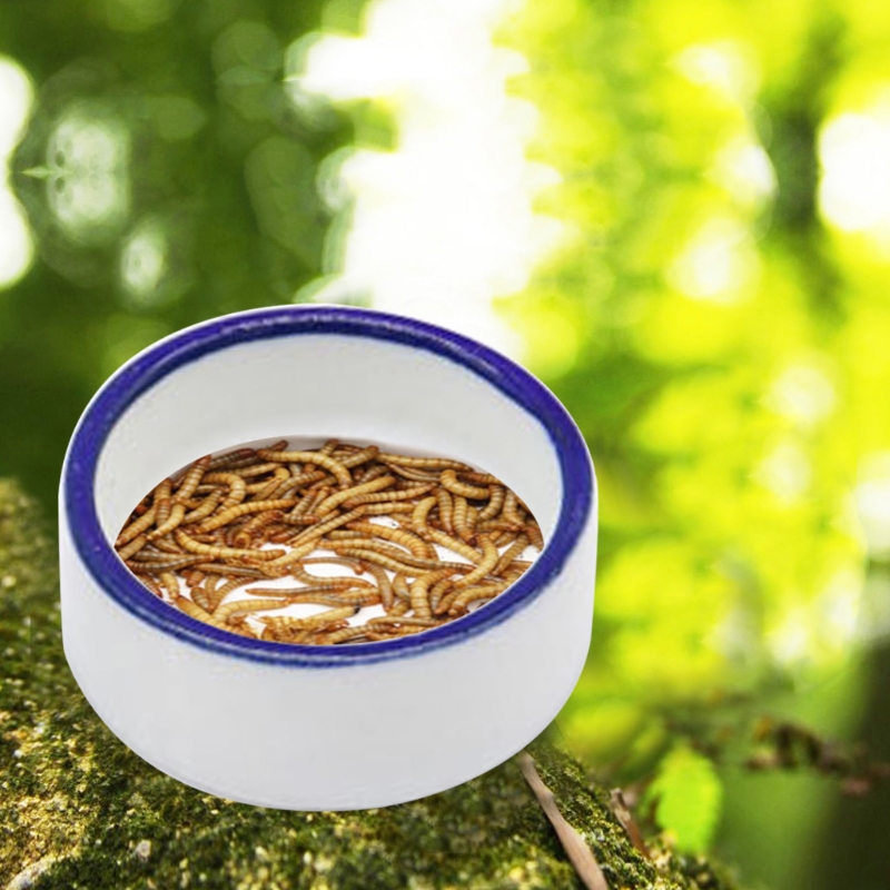 Miska dla gadów, miska na wodę – Water Dish Reptile recenzja i cena